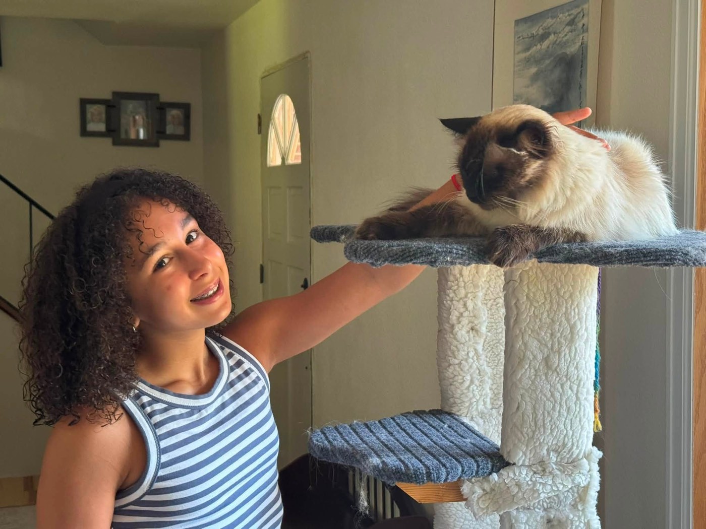 A happy cat being petted on his cat tree during an in-home drop-in visit